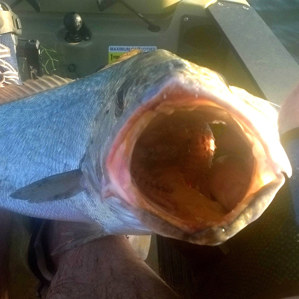 Finesse Feather Blade, Bronze Stripe, 55mm, 2 Pack-1